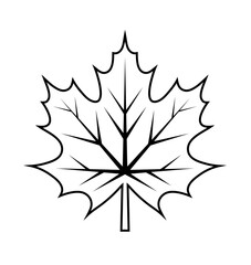 maple leaf isolated on white background
