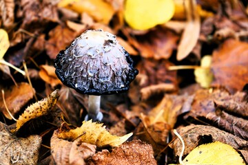 Close-up of a Coprinus comatus in the colorful autumn foliage