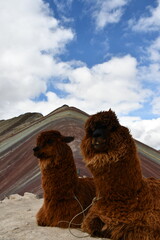 Alpacas at Rainbow mountain in Peru