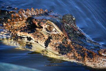 Black caiman (Melanosuchus niger) at Amazonas in Peru