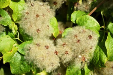 Close up of the beautiful white seeds of clematis