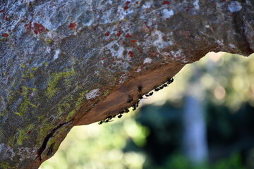 Ants on a tree upside down in Amazonas Rainforest | Peru
