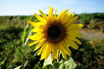 Fototapeta premium Close up of a single bright yellow sunflower blossom in a sunflower field on a sunny day in autumn