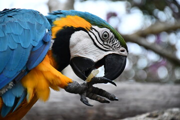 Beautiful and colourful Aras in Amazonas region (Peru)
