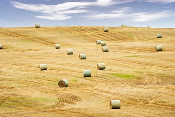 Round hay rolls sitting on a hillside during summer harvest along the Midwest on the North American prairies.
