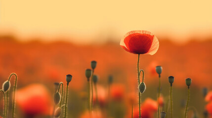 Poppy Natural Colors , Background For Banner, HD