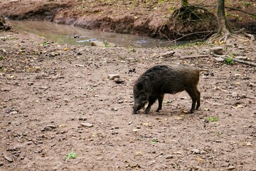 Close up of european wild boar that has just wallowed in the mud, Sus scrofa