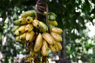 Banana fruits and plant at farm in Amazonas (Peru)
