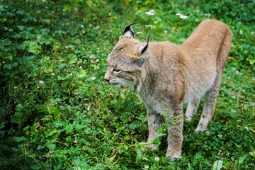 Close up of a lynx leisurely strutting across a green meadow