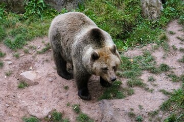 Close-up of a european brown bear strolling leisurely over a green meadow, Ursus arctos