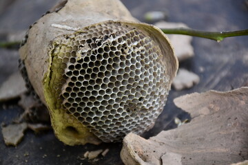 Honeycomb details at farm in Amazonas region (Peru)