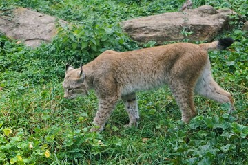 Close up of a lynx leisurely strutting across a green meadow