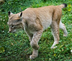 Close up of a lynx leisurely strutting across a green meadow