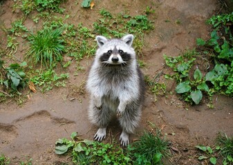 Close up of cute little raccoon standing on his hind legs, Procyon lotor