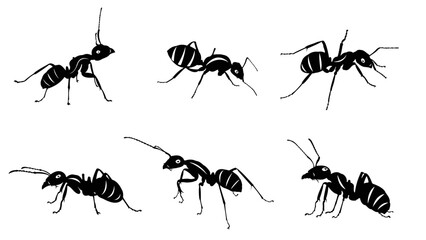 set of insects, set of ants