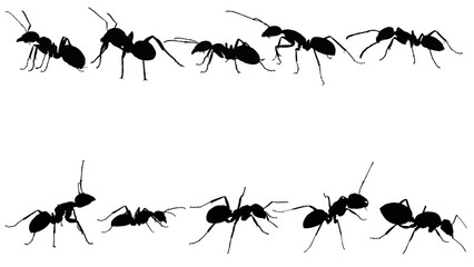 set of ants silhouette