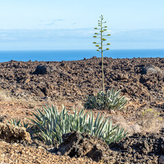 Agave americana, commonly known as the century plant, maguey, or American aloe, on a lava field in...