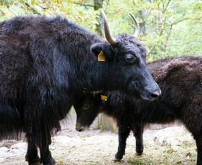 Black yak bull with cow stands on a slope in the forest, Bos grunniens