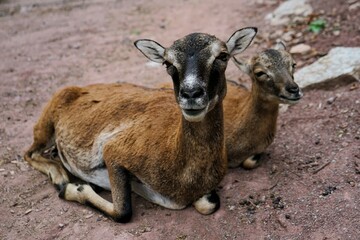 Close up of a mouflon mother with her cute baby lying on brown ground, Ovis gmelini