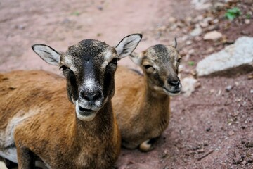 Close up of a mouflon mother with her cute baby lying on brown ground, Ovis gmelini