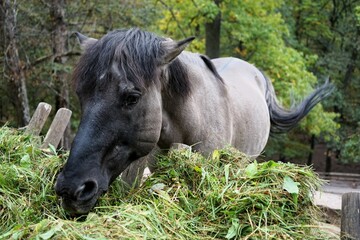 Beautiful polish konik horse eats fresh green grass © Thomas
