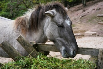 Beautiful polish konik horse eats fresh green grass © Thomas