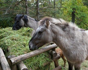 Beautiful polish konik horse eats fresh green grass