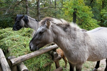 Beautiful polish konik horse eats fresh green grass © Thomas