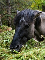 Fototapeta premium Beautiful polish konik horse eats fresh green grass