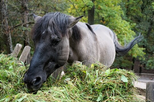 Beautiful polish konik horse eats fresh green grass