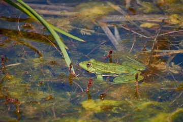 big lake frog sitting in the sun 03