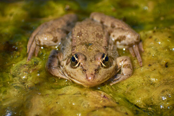 big lake frog sitting in the sun 02