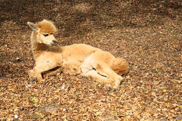 Cute brown alpaca lies on the ground covered with fallen leaves and is taking a rest, Lama pacos