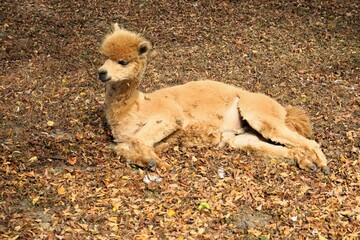 Cute brown alpaca lies on the ground covered with fallen leaves and is taking a rest, Lama pacos