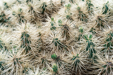 details of cactus in Jardin de Cactus, Lanzarote, Canary Islands, Spain, Close-up of cactus, desert plants on the rocks