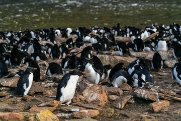 イワトビペンギン　フォークランド諸島