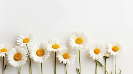 Fototapeta premium Oxeye Daisy Natural Colors , Background For Banner, HD