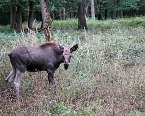 Photograph of a young brown moose in the forest in autumn
