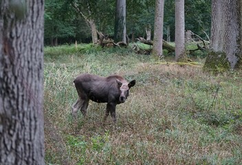Photograph of a young brown moose in the forest in autumn