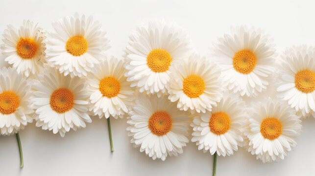Painted Daisy Natural Colors , Background For Banner, HD