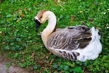 Close-up of a chinese goose with traditional brown feathers and black beak lying on a meadow