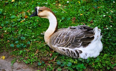 Close-up of a chinese goose with traditional brown feathers and black beak lying on a meadow