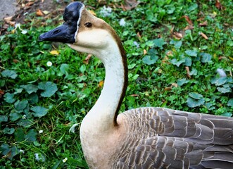 Close-up of a chinese goose with traditional brown feathers and black beak lying on a meadow