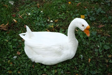 Flawless white domestic goose on a green meadow
