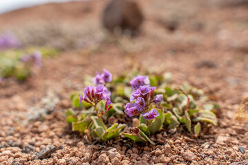 Purple wild flowers on rocks, desert (phacelia crenulata) in Lanzarote, Spain, Canary Islands, resiliance blooming nature life