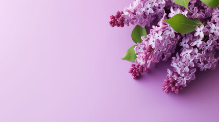 Lilac Natural Colors , Background For Banner, HD