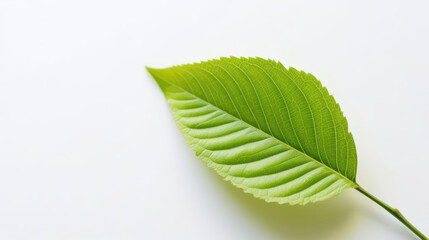 Obraz premium Lime Leaf Natural Colors , Background For Banner, HD