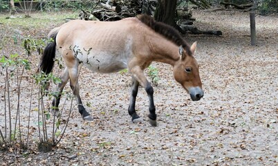 Close up of a big brown Przewalski horse searching for food on the ground