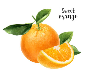 Watercolor illustration of orange fruit close up. Design template for packaging, menu, postcards.