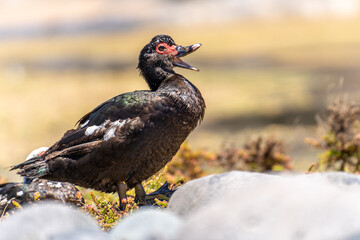 Wild duck in Fuerteventura, los molinos, rural town facing the atlantic ocean